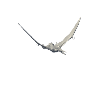 pteranodon_Attack Variant